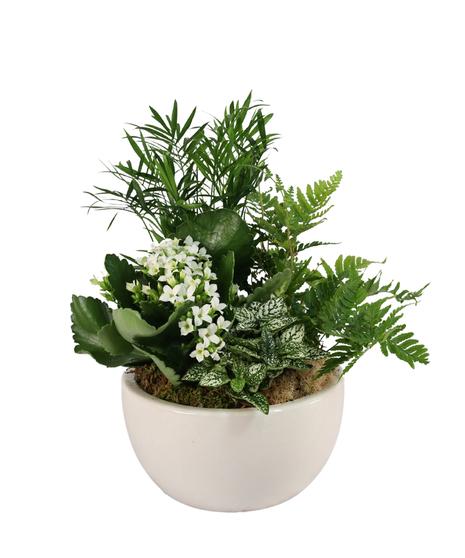 Kalanchoe, Blooming, Assorted - View 32 from www redcrocus com