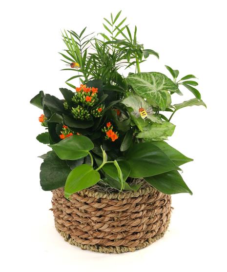 Kalanchoe, Blooming, Assorted - View 3 from www redcrocus com