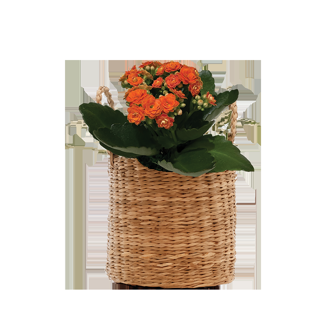 Kalanchoe, Blooming, Assorted - View 4 from www redcrocus com
