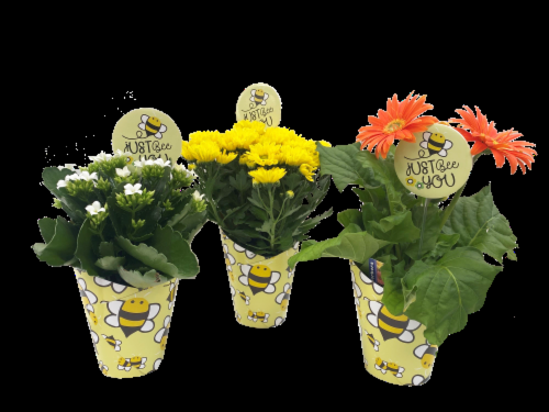 Kalanchoe, Blooming, Assorted - View 5 from www redcrocus com