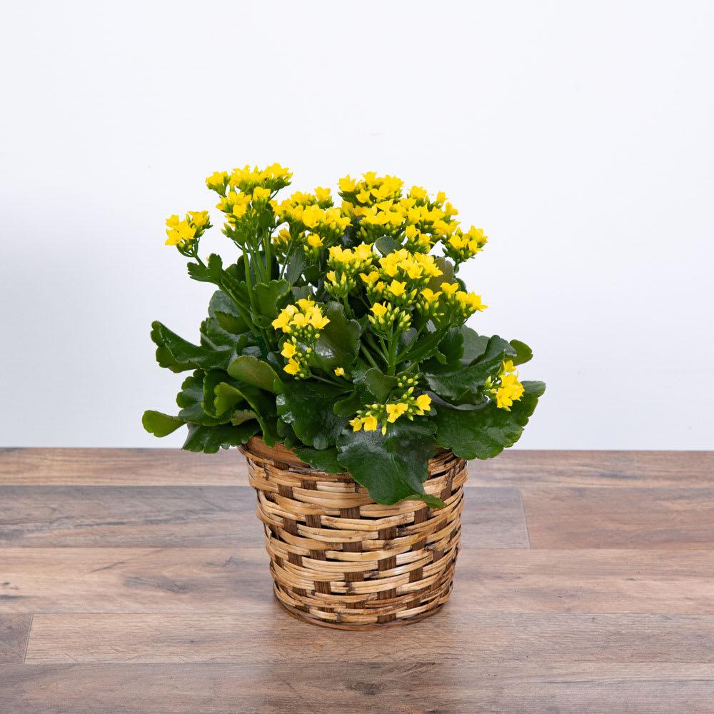 Kalanchoe, Blooming, Assorted - View 6 from www redcrocus com