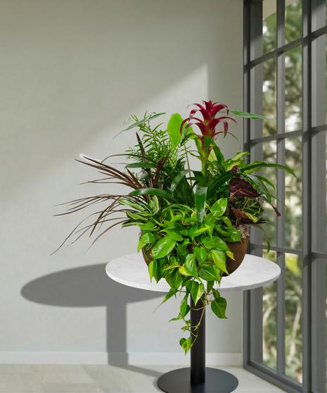 Kalanchoe, Blooming, Assorted - View 7 from www redcrocus com