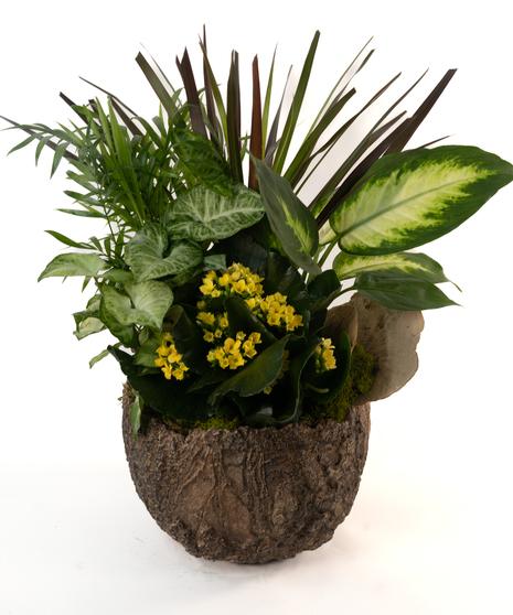 Kalanchoe, Blooming, Assorted - View 8 from www redcrocus com