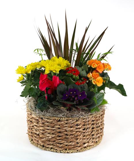 Kalanchoe, Blooming, Assorted - View 9 from www redcrocus com