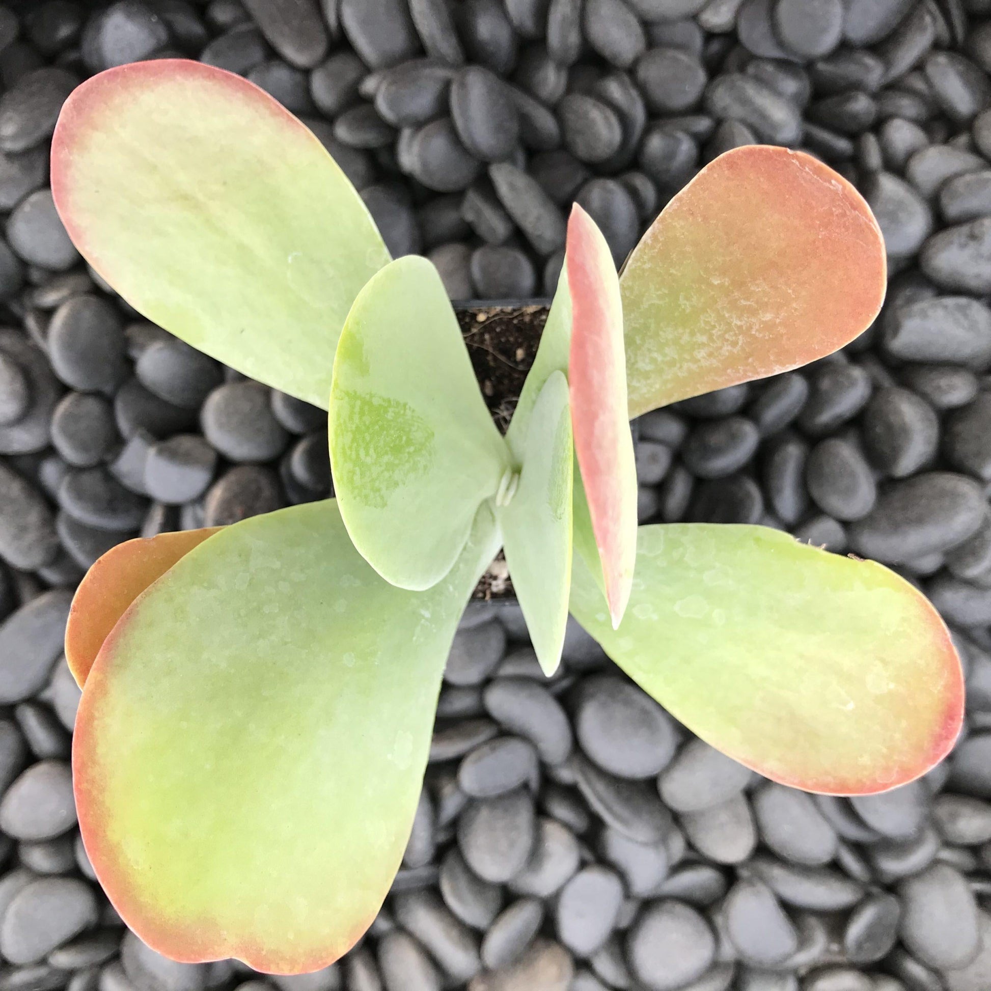 Kalanchoe Thyrsiflora Flap Jack - View 1 from www redcrocus com