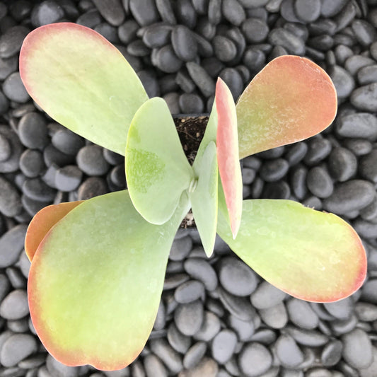 Kalanchoe Thyrsiflora Flap Jack - View 1 from www redcrocus com