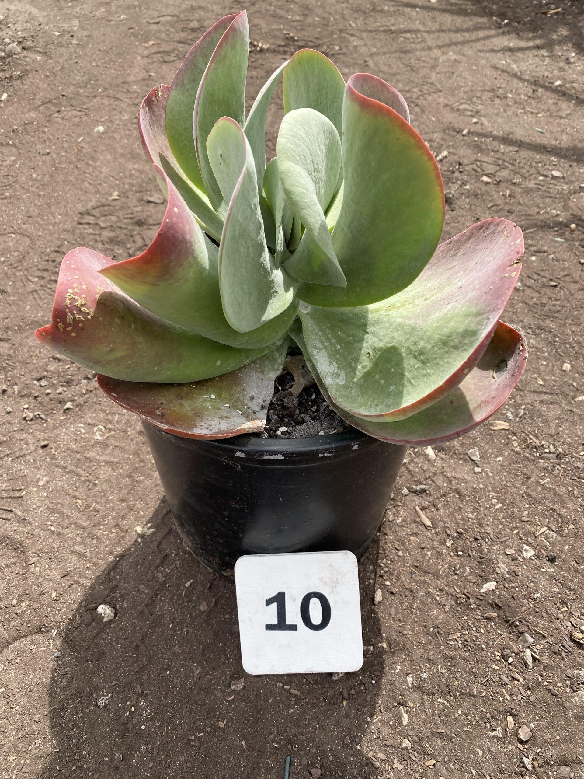 Kalanchoe Thyrsiflora Flap Jack - View 6 from www redcrocus com
