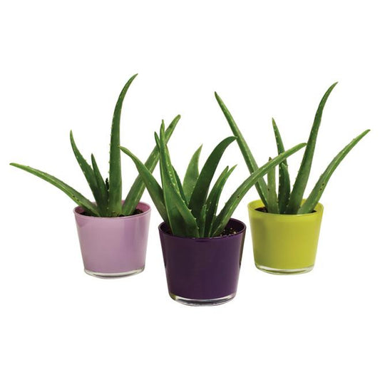 Aloe Vera Assorted - View 10 from www redcrocus com