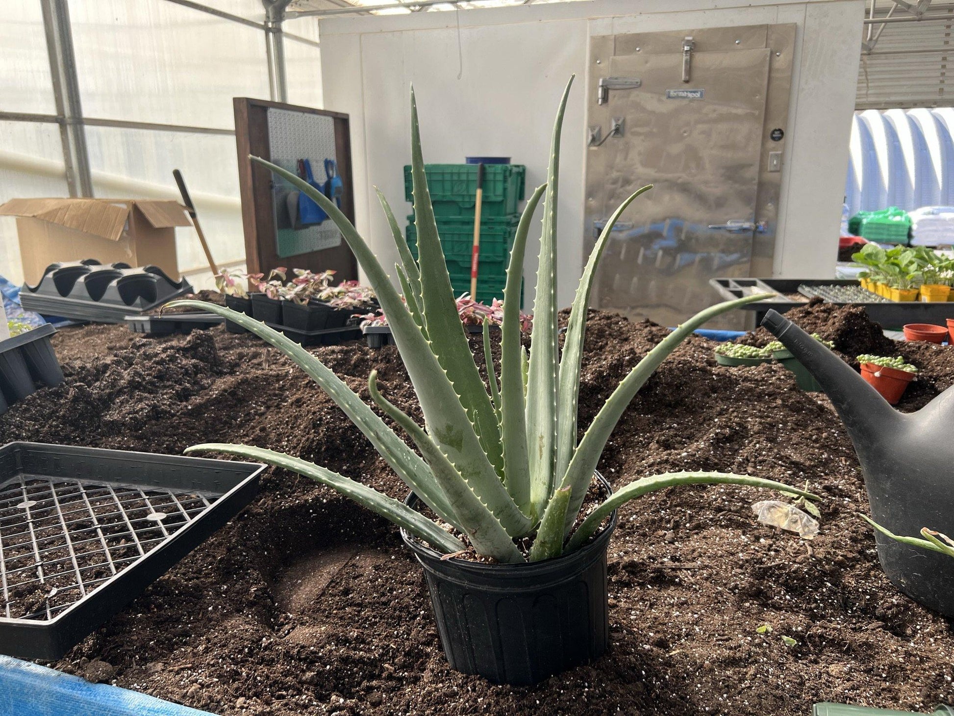 Aloe Vera Assorted - View 13 from www redcrocus com