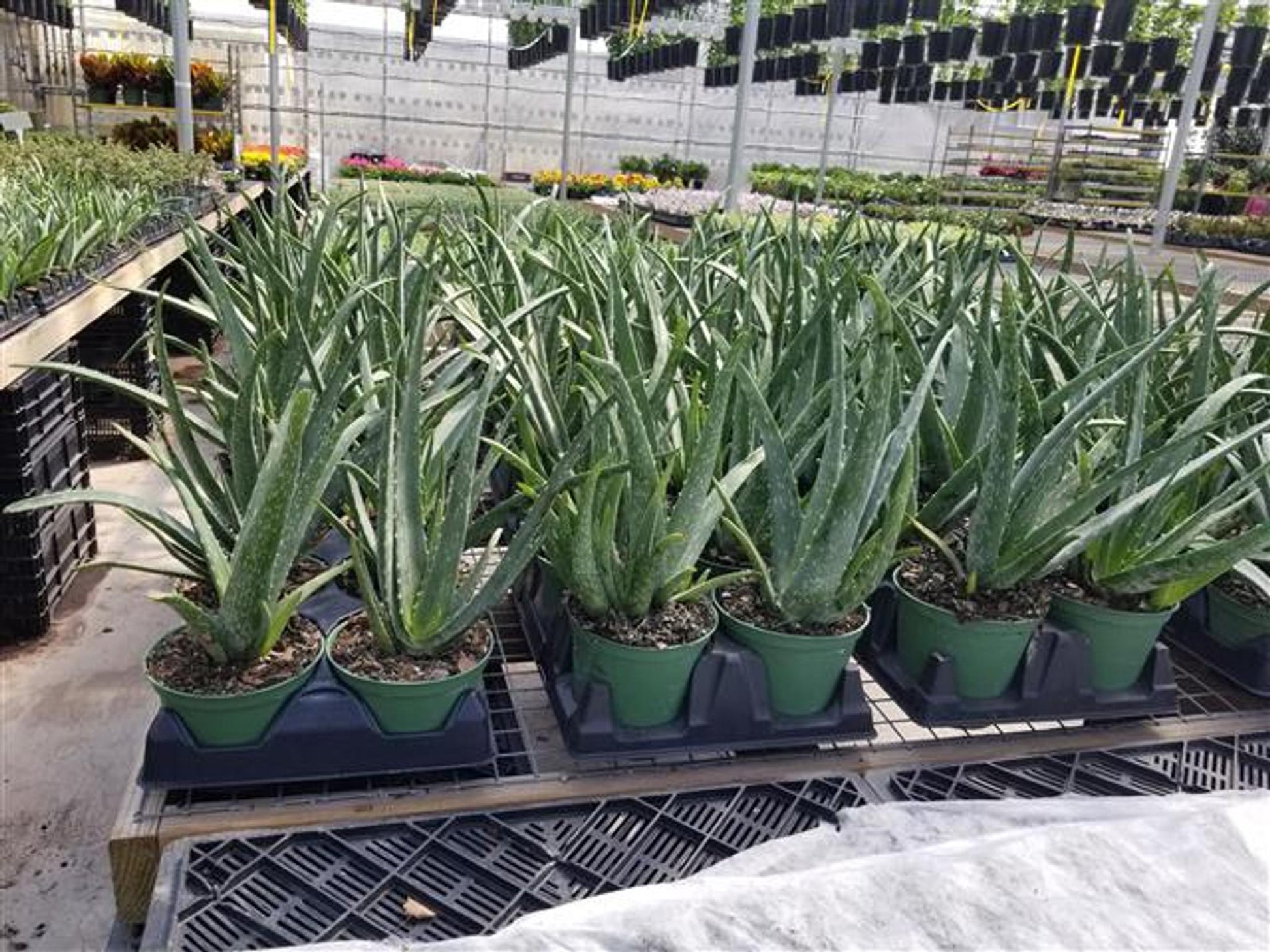 Aloe Vera Assorted - View 5 from www redcrocus com