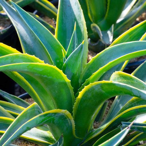 Agave Assorted - View 10 from www redcrocus com