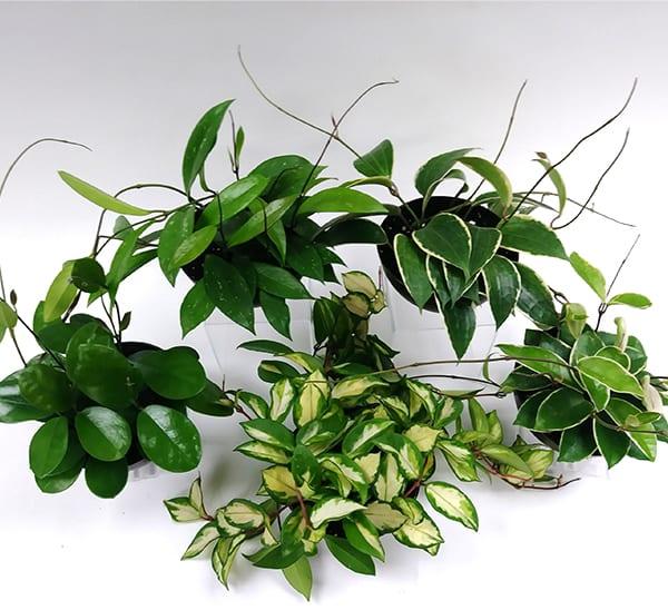 Hoya Assorted - View 3 from www redcrocus com