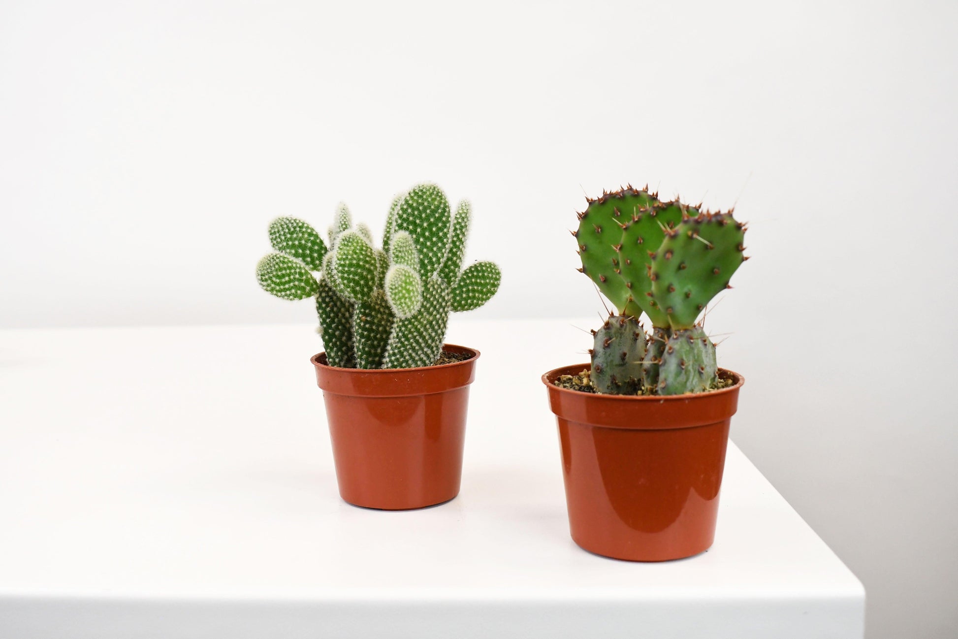 Cacti, Opuntia, Assorted - View 14 from www redcrocus com