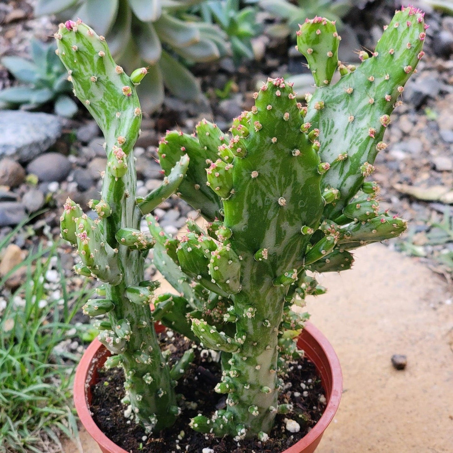 Cacti, Opuntia, Assorted - View 21 from www redcrocus com