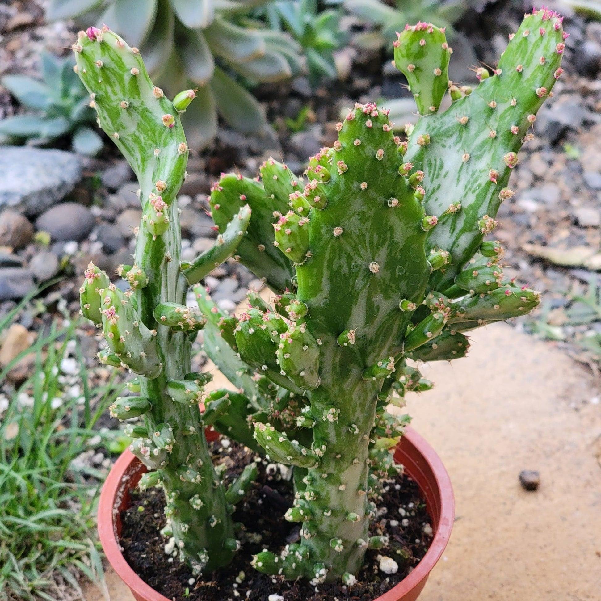 Cacti, Opuntia, Assorted - View 21 from www redcrocus com