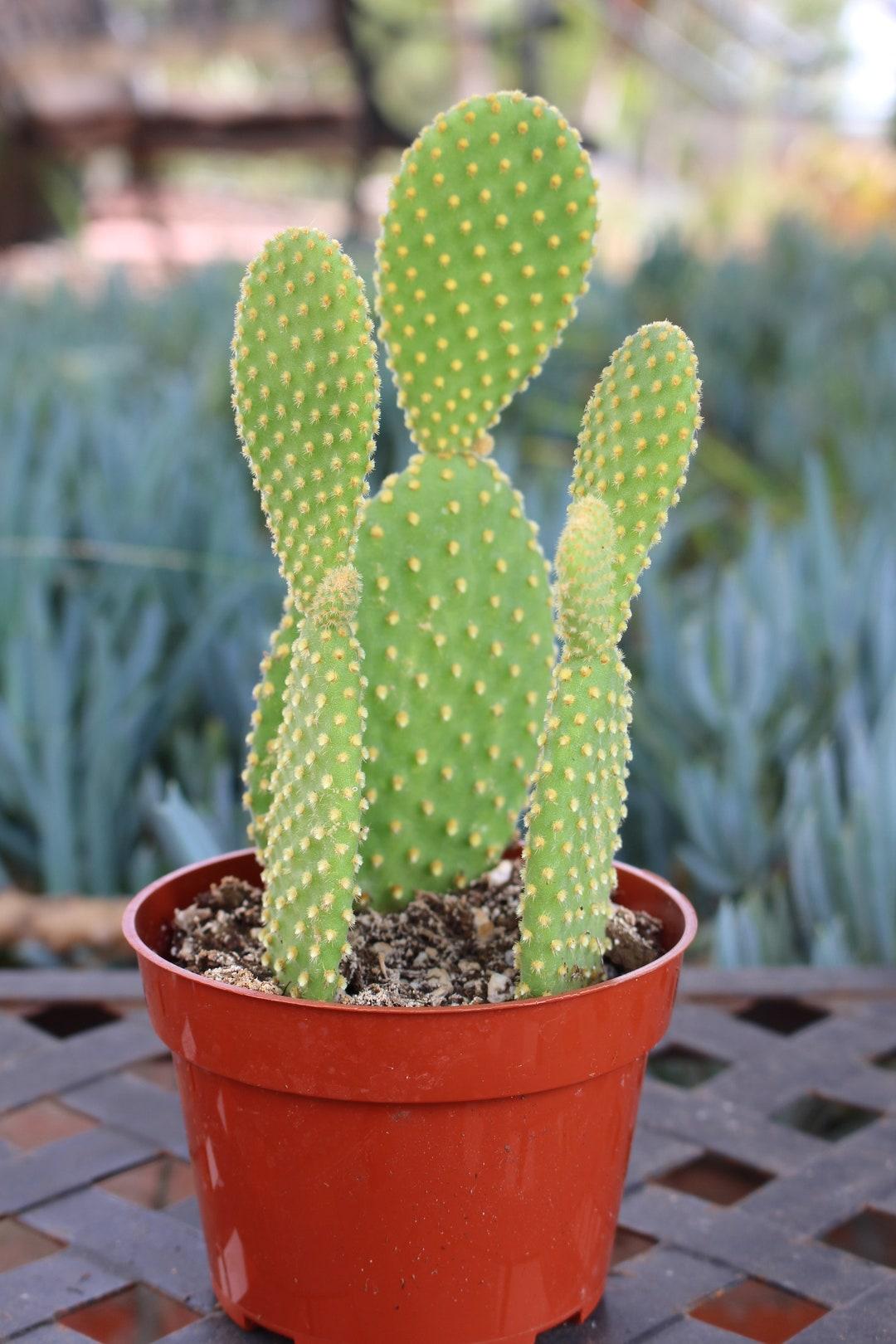 Cacti, Opuntia, Assorted - View 31 from www redcrocus com