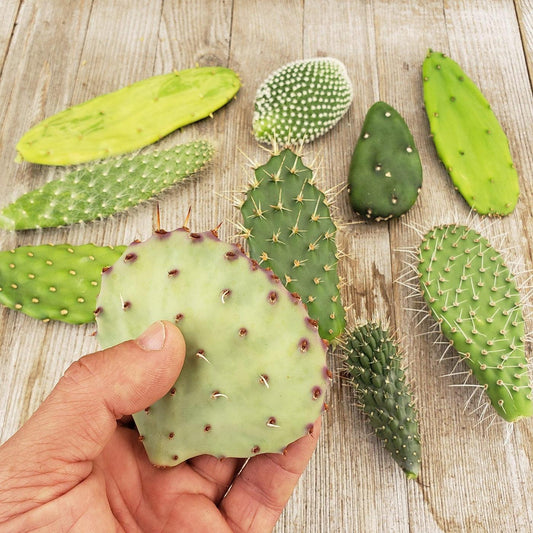 Cacti, Opuntia, Assorted - View 3 from www redcrocus com