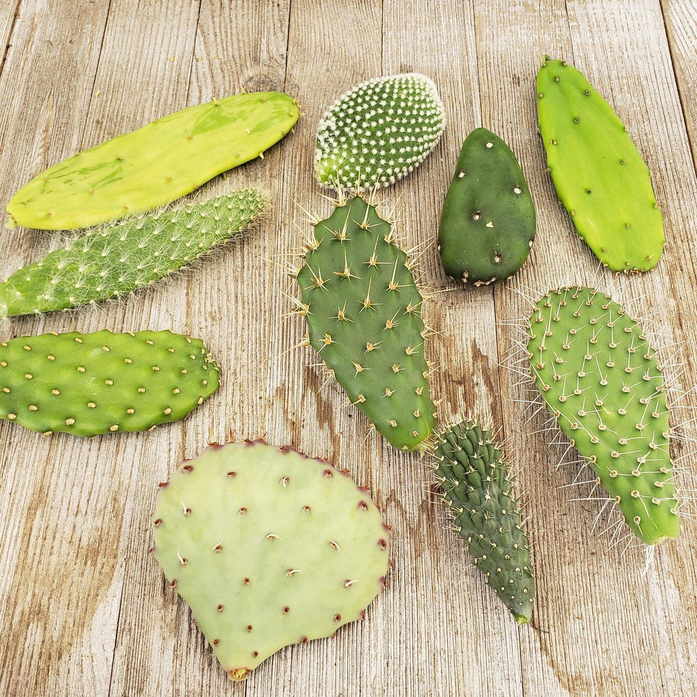 Cacti, Opuntia, Assorted - View 4 from www redcrocus com