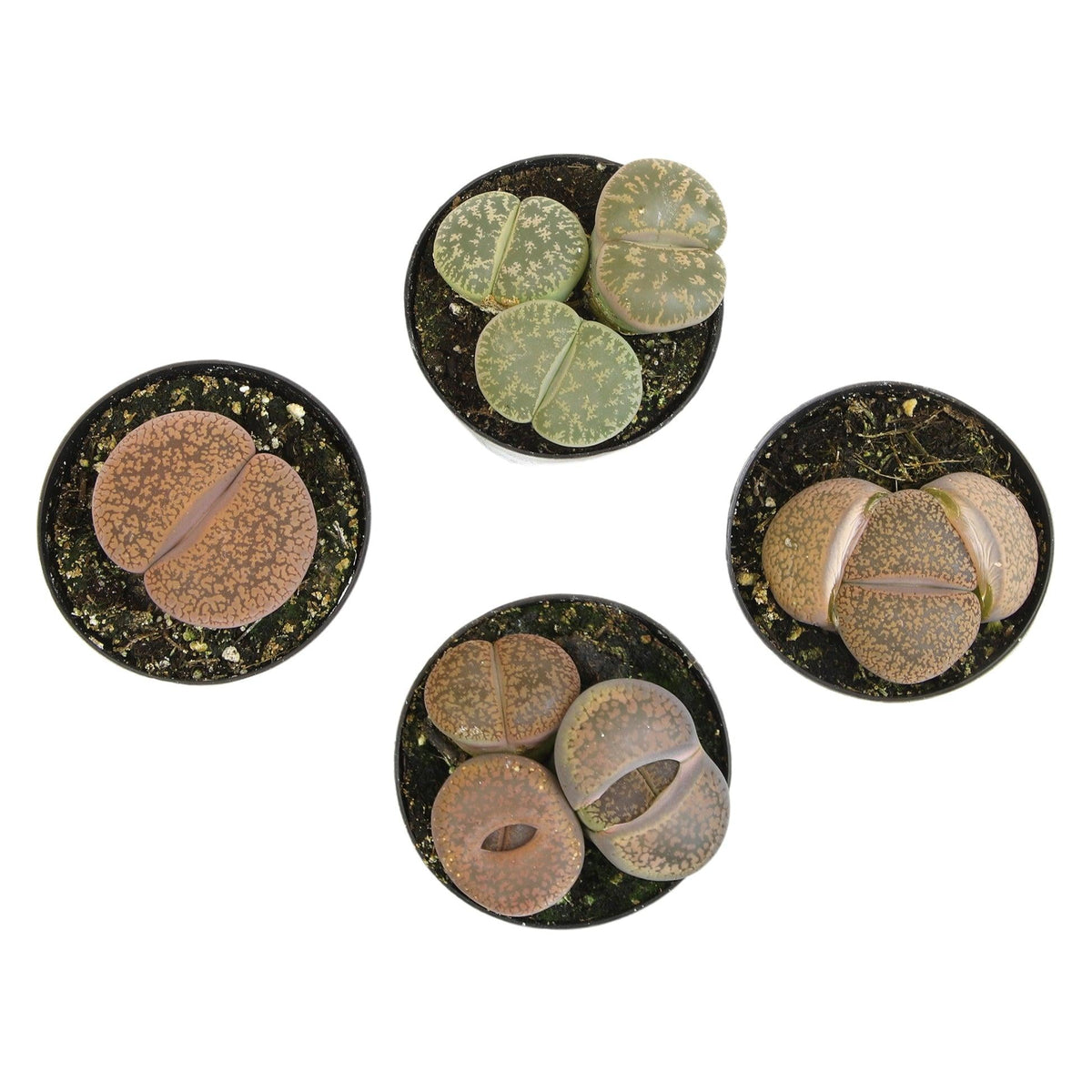 Lithops, Assorted - View 10 from www redcrocus com