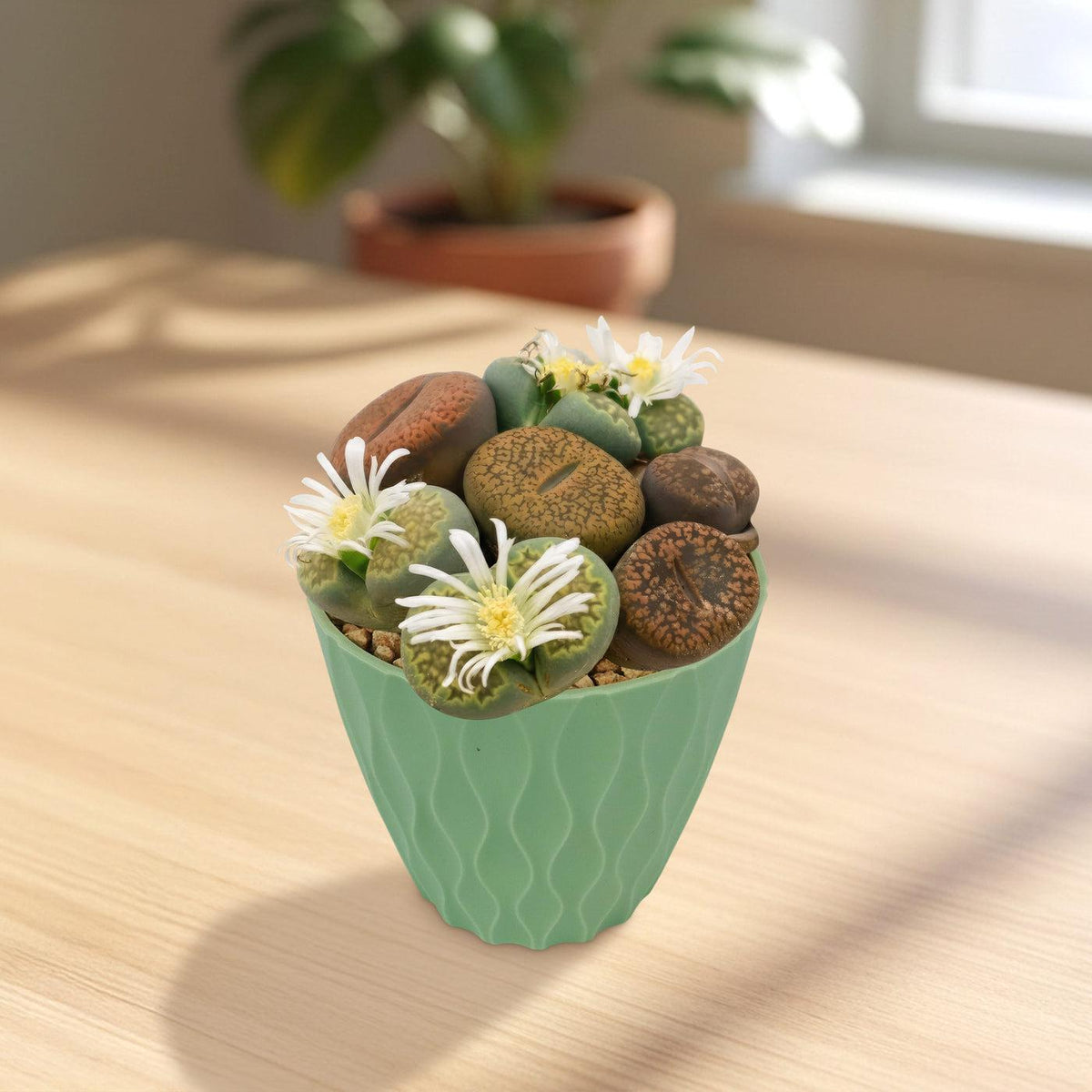 Lithops, Assorted - View 13 from www redcrocus com