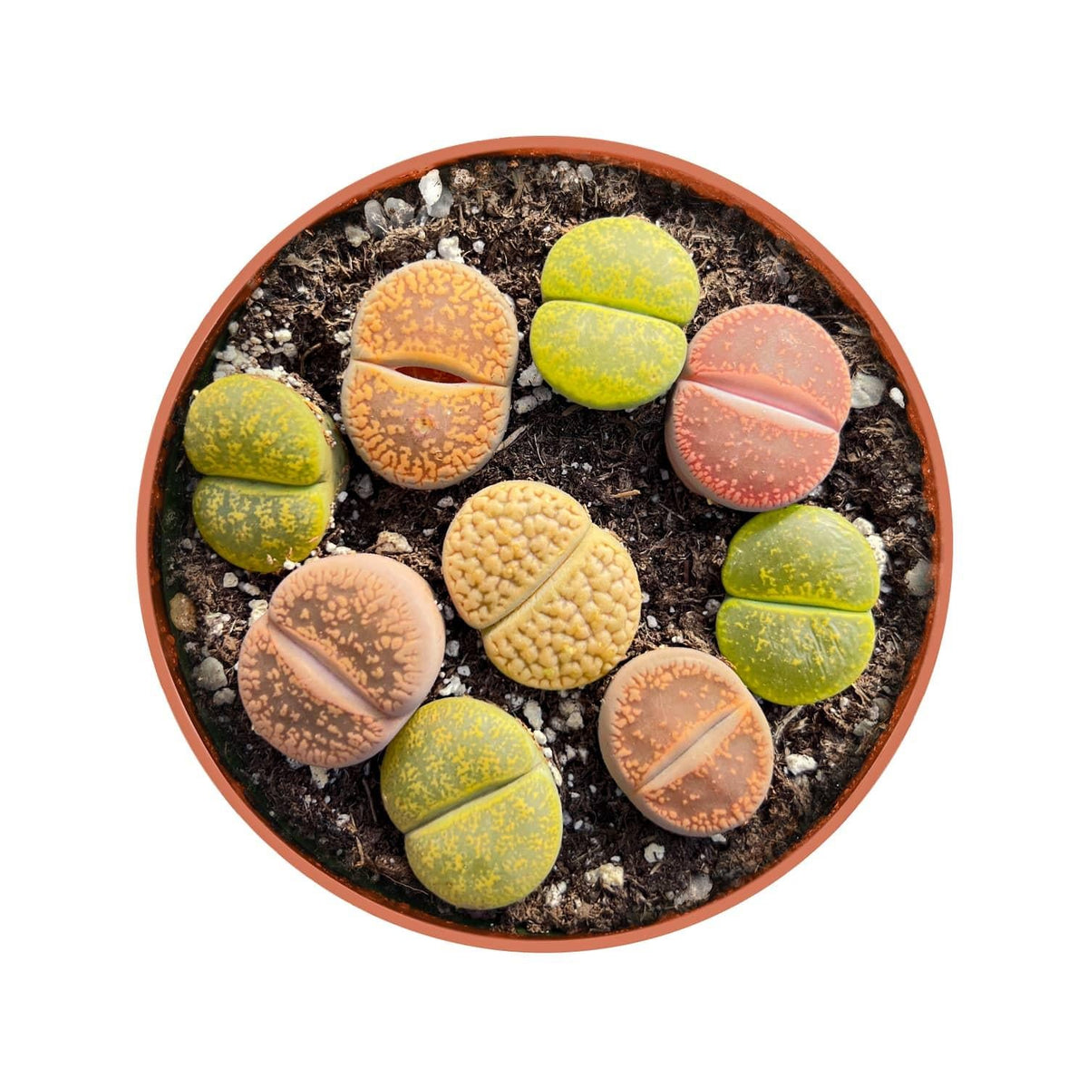 Lithops, Assorted - View 16 from www redcrocus com