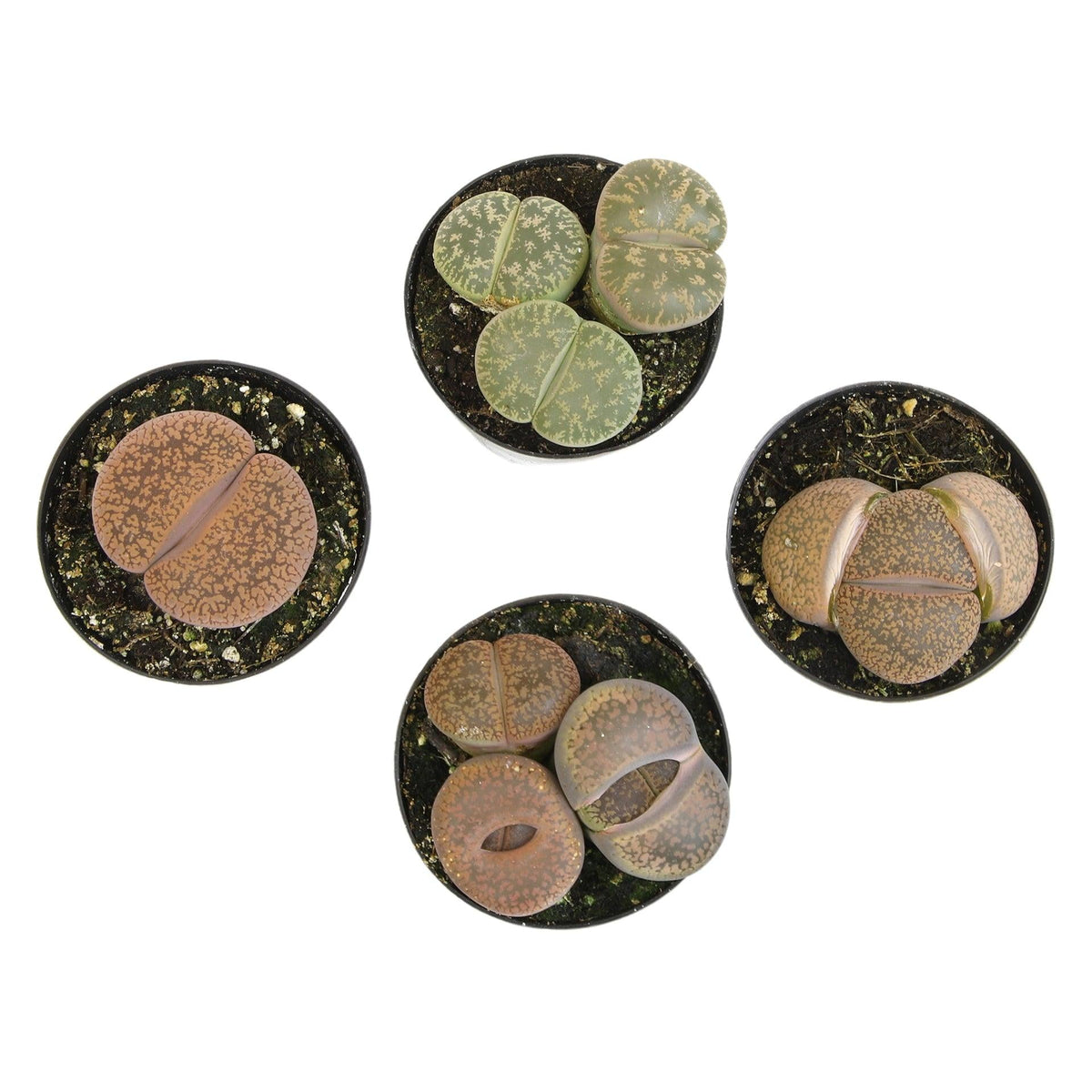 Lithops, Assorted - View 17 from www redcrocus com