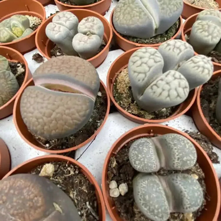 Lithops, Assorted - View 22 from www redcrocus com