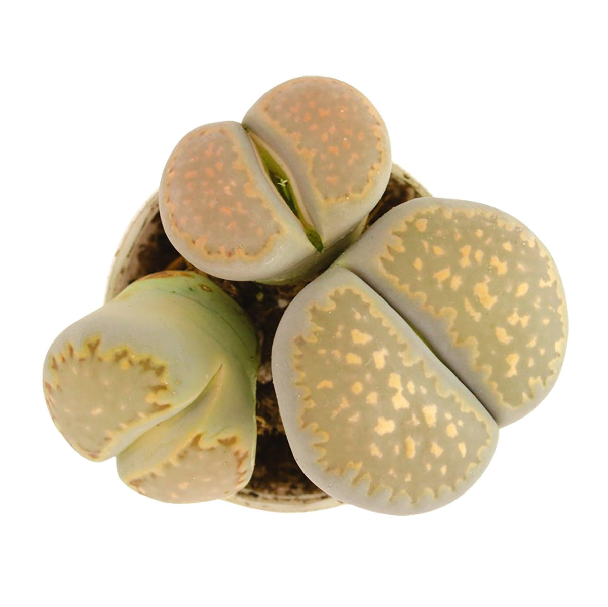 Lithops, Assorted - View 23 from www redcrocus com