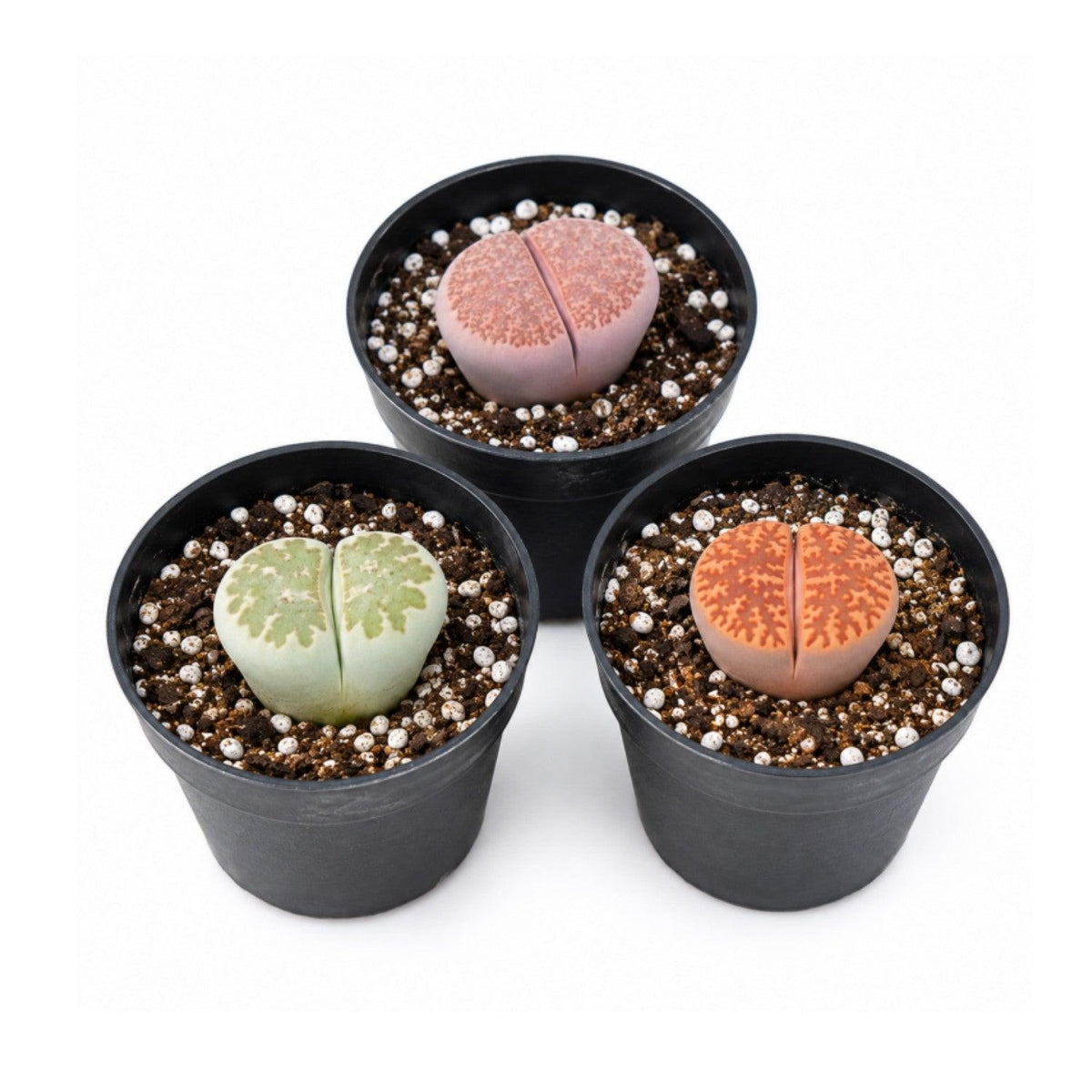 Lithops, Assorted - View 24 from www redcrocus com