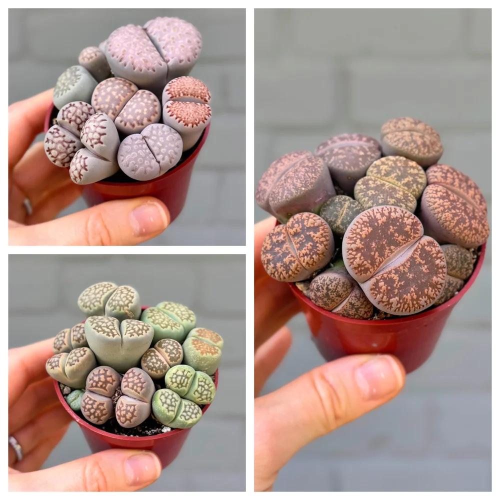 Lithops, Assorted - View 27 from www redcrocus com