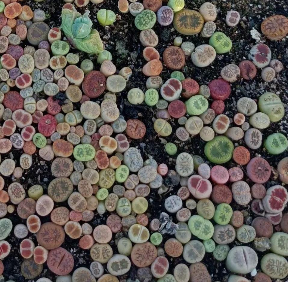 Lithops, Assorted - View 28 from www redcrocus com