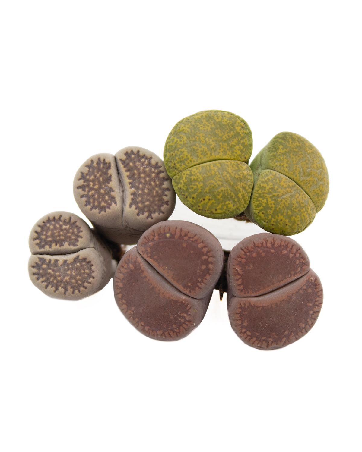 Lithops, Assorted - View 29 from www redcrocus com
