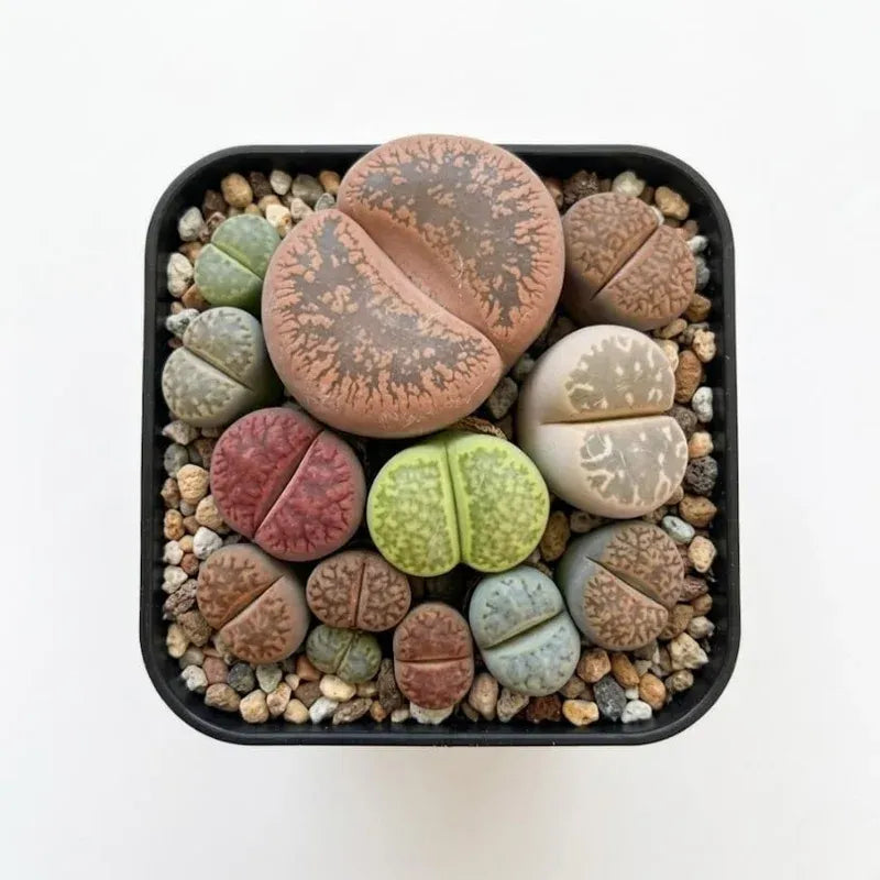 Lithops, Assorted - View 30 from www redcrocus com