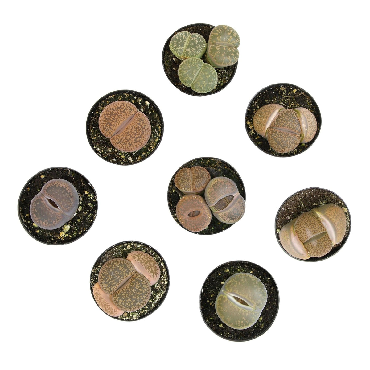 Lithops, Assorted - View 5 from www redcrocus com