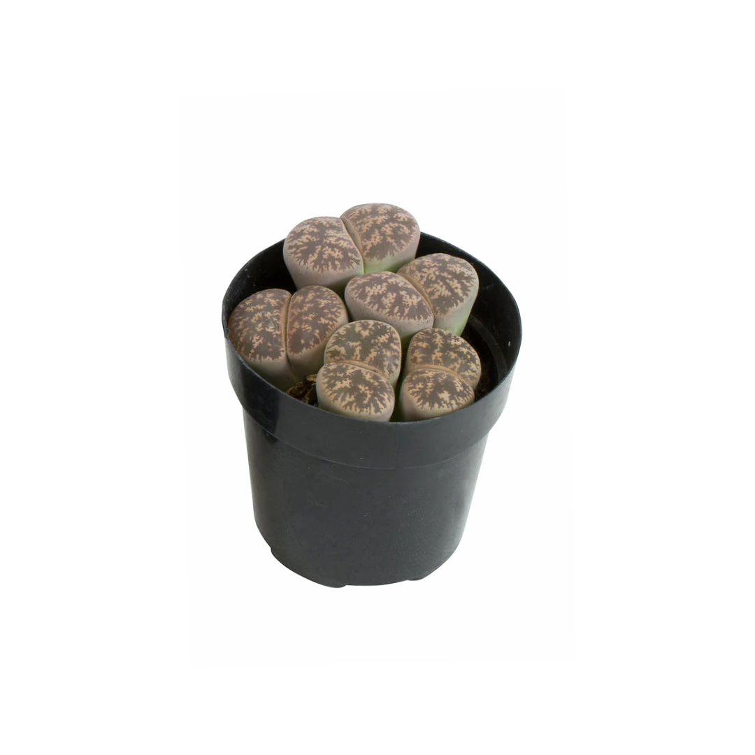 Lithops, Assorted - View 9 from www redcrocus com