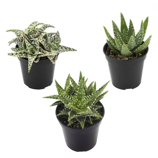 Aloe Assorted - View 1 from www redcrocus com