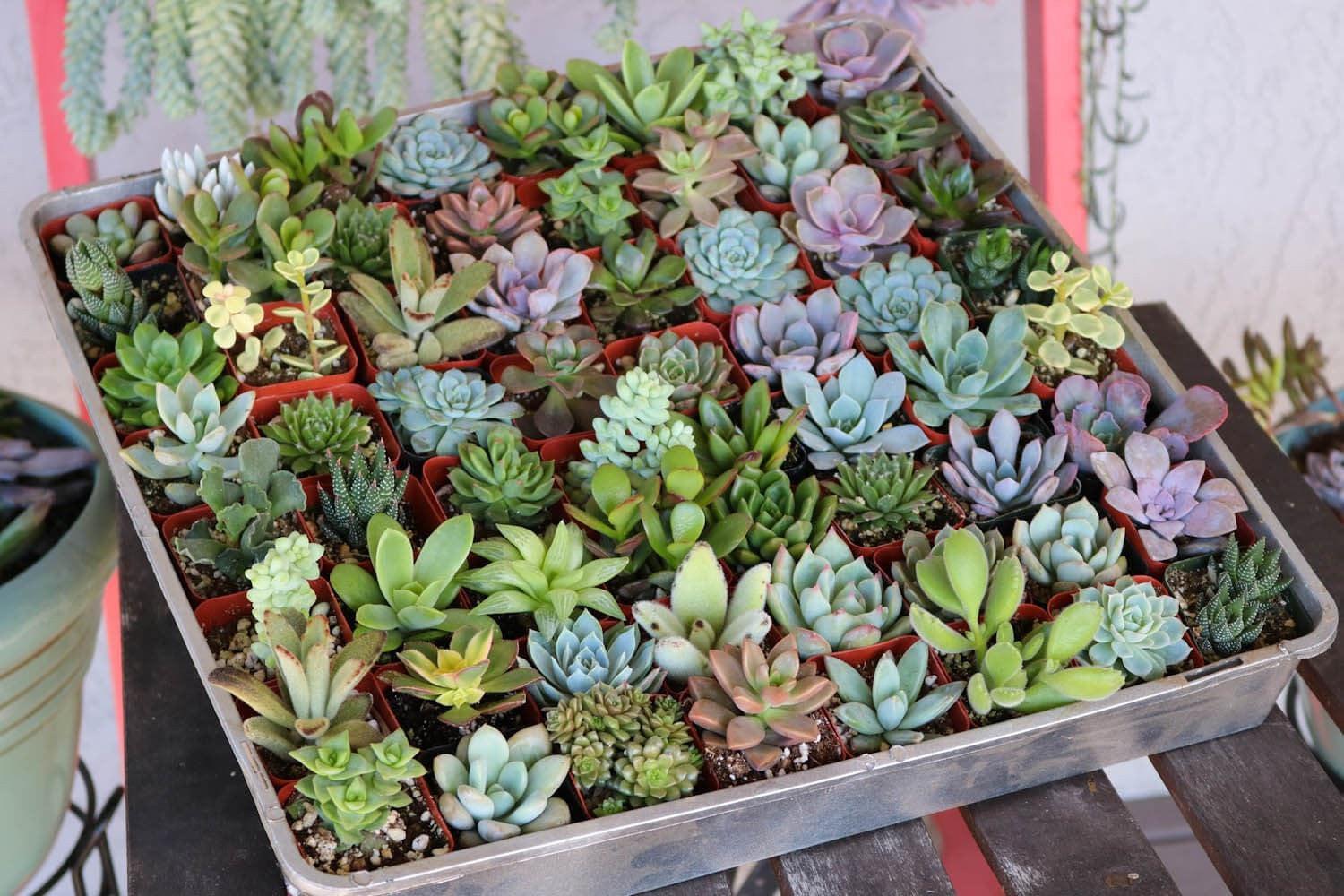 Succulent Assorted - View 12 from www redcrocus com
