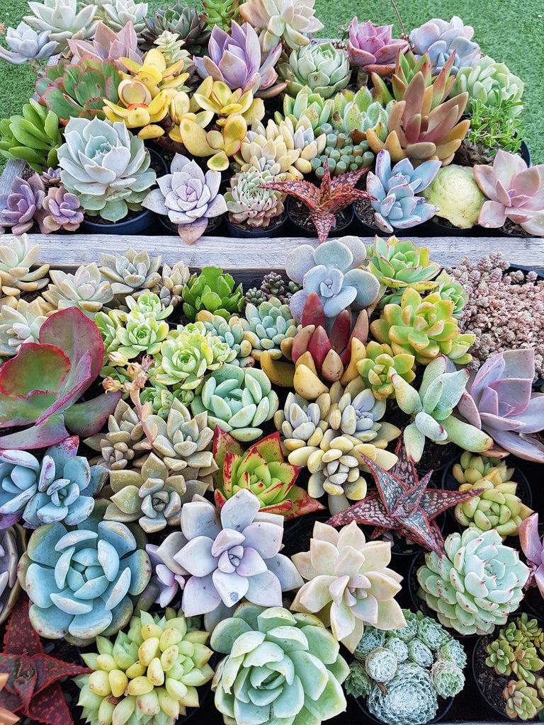 Succulent Assorted - View 16 from www redcrocus com