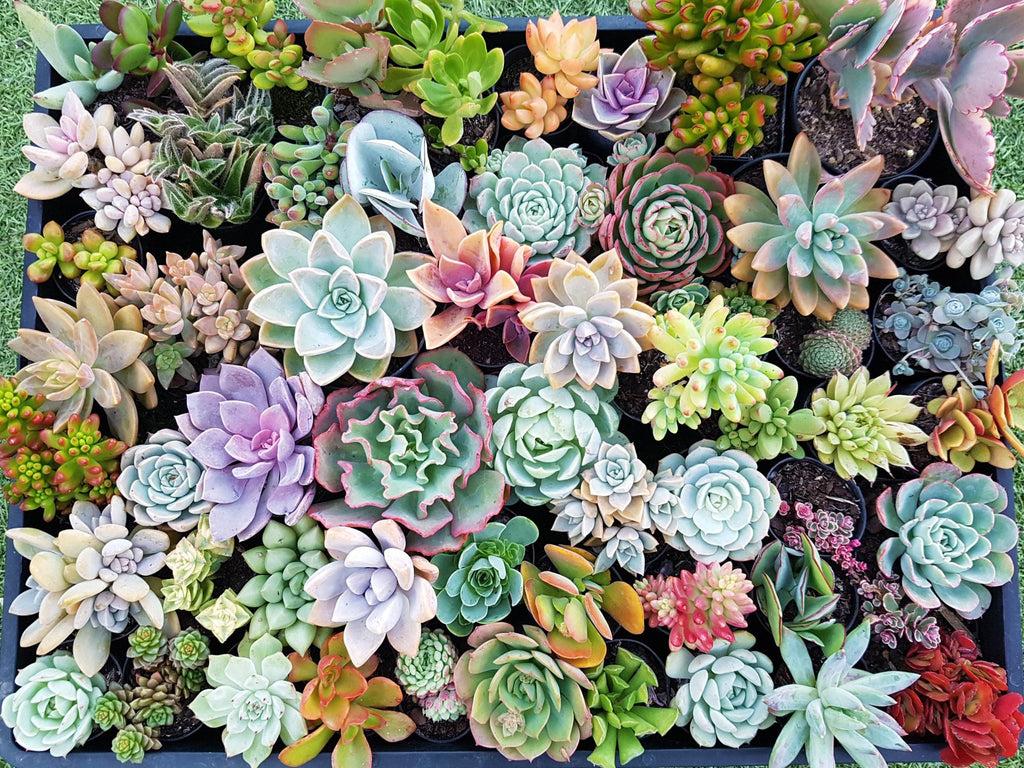 Succulent Assorted - View 18 from www redcrocus com