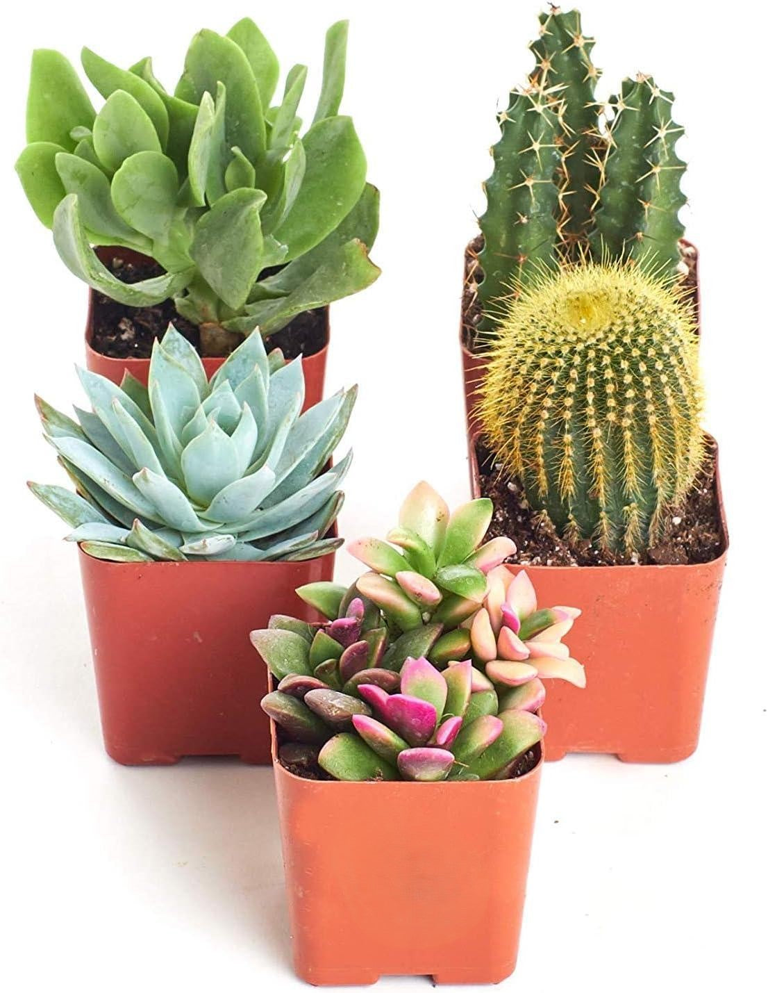 Succulent Assorted - View 19 from www redcrocus com