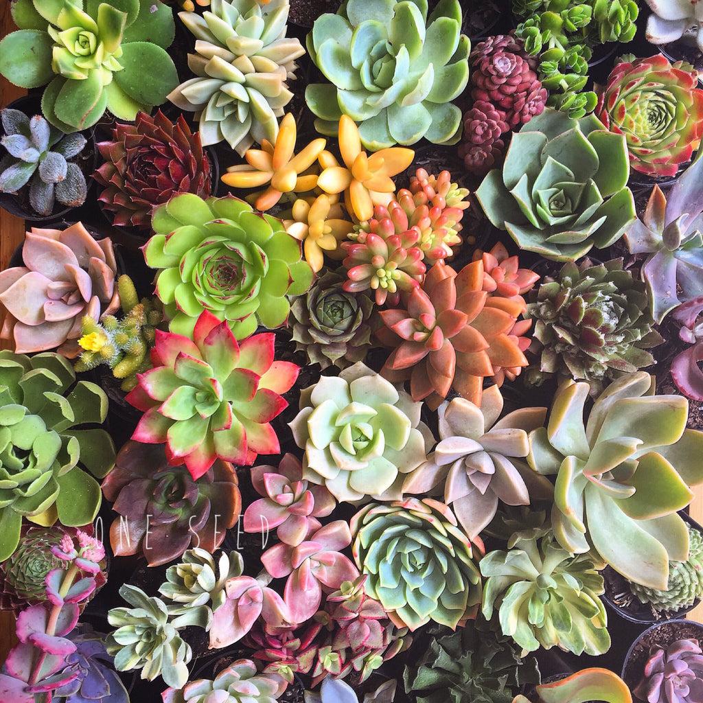 Succulent Assorted - View 20 from www redcrocus com