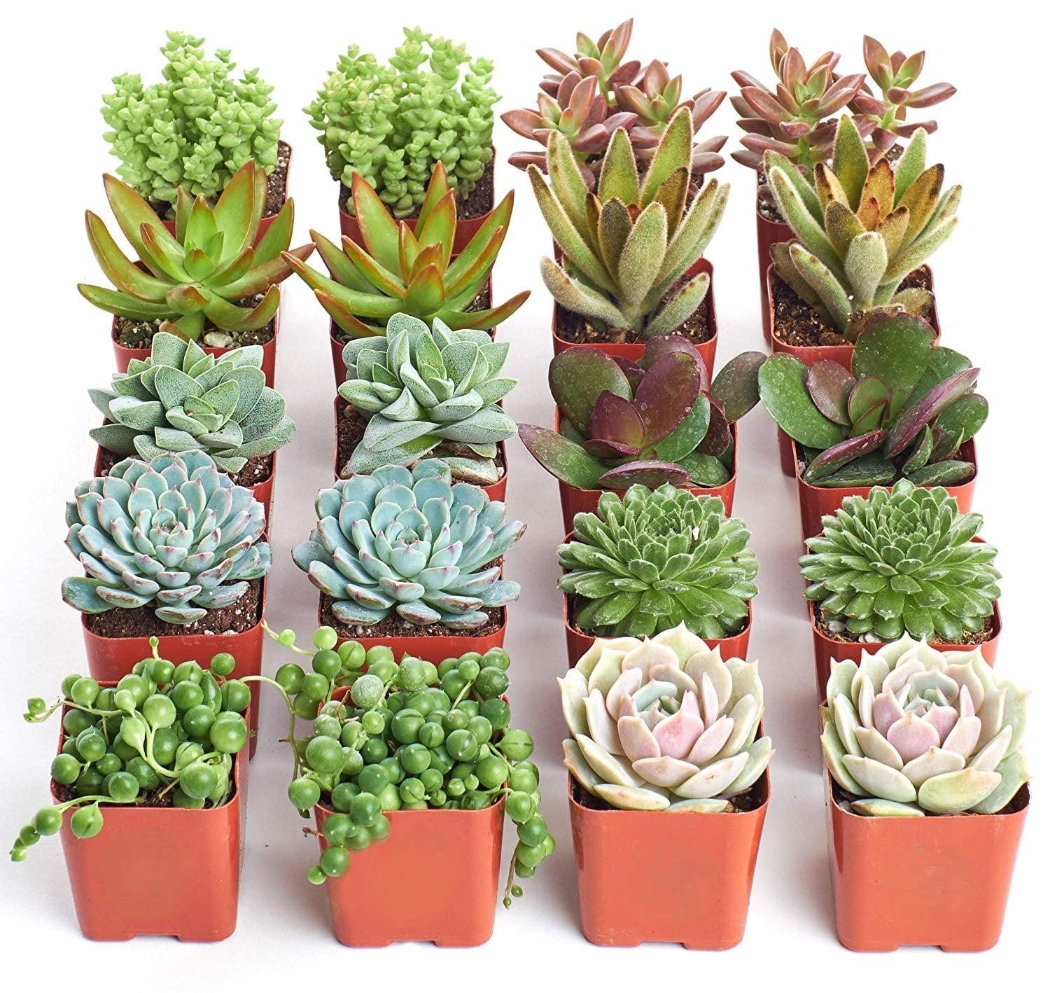 Succulent Assorted - View 4 from www redcrocus com
