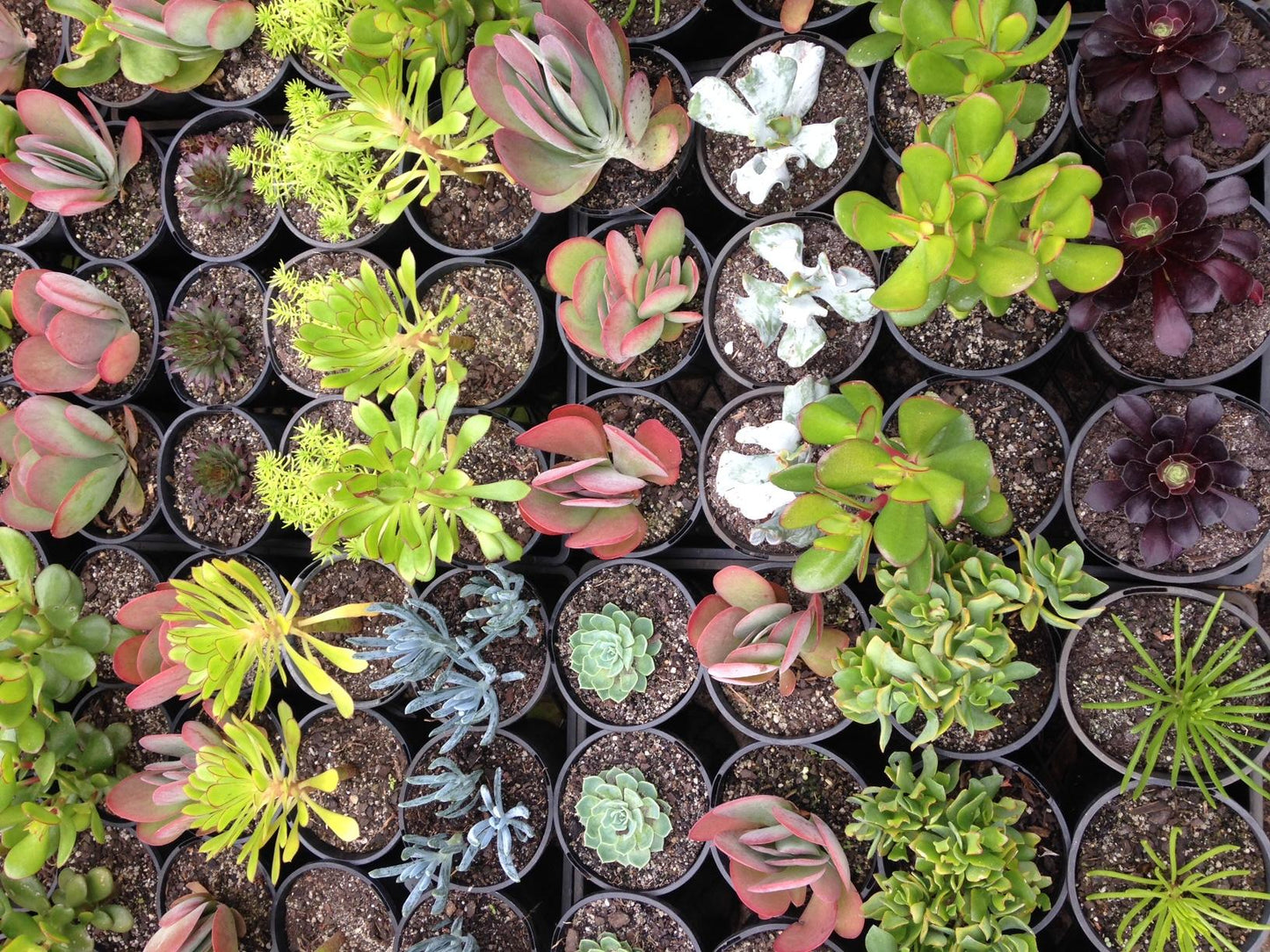 Succulent Assorted - View 5 from www redcrocus com