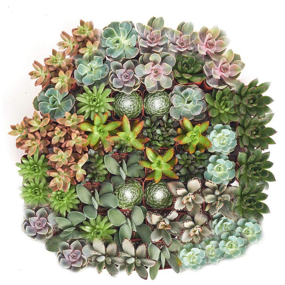 Succulent Assorted - View 6 from www redcrocus com