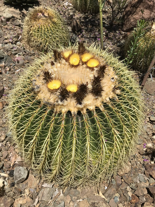 Cacti Echinocactus Assorted - View 10 from www redcrocus com