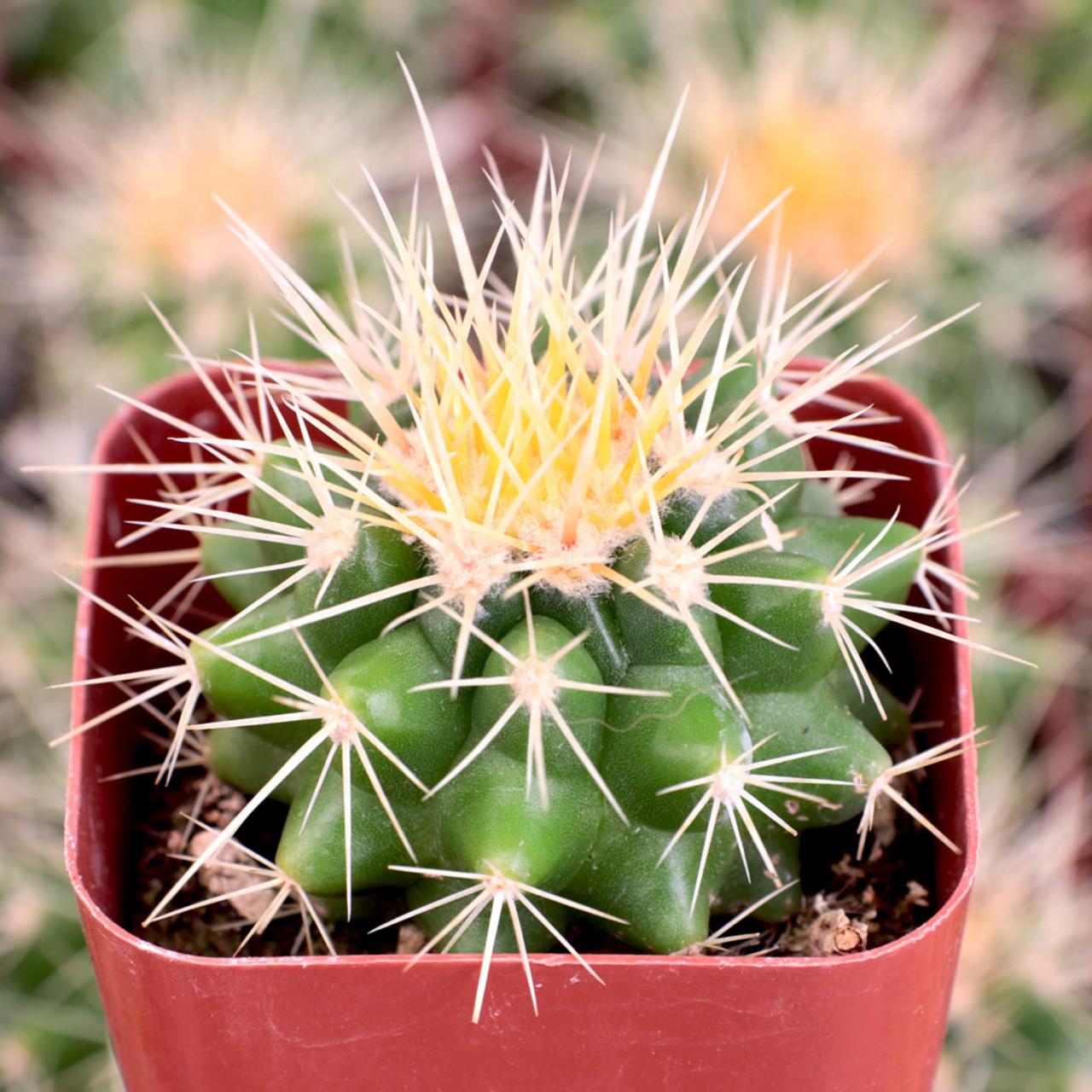 Cacti Echinocactus Assorted - View 12 from www redcrocus com