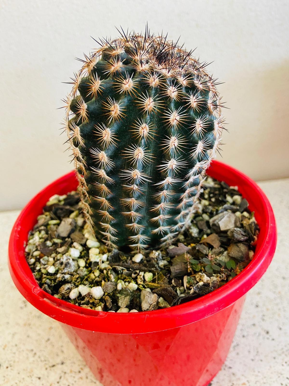 Cacti Echinocactus Assorted - View 13 from www redcrocus com