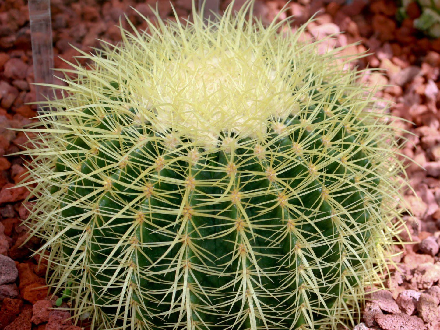 Cacti Echinocactus Assorted - View 16 from www redcrocus com