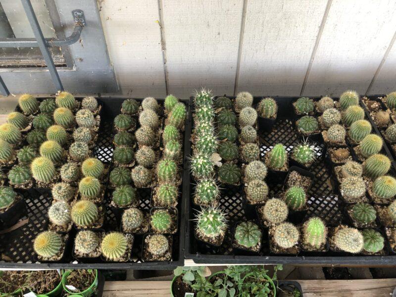Cacti Echinocactus Assorted - View 17 from www redcrocus com