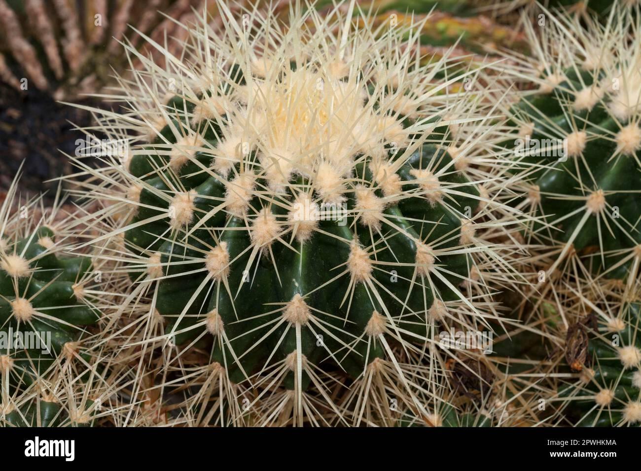 Cacti Echinocactus Assorted - View 18 from www redcrocus com